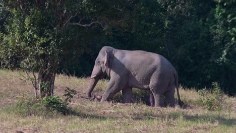 Seen-within-a-salt-lick-then-goes-up-towards-the-left-behind-a-tree-showing-its-massive-male-genital-scratching-its-belly,-the-fifth-limb-my-goodness,-Indian-Elephant-Elephas-maximus-indicus,-Thailand