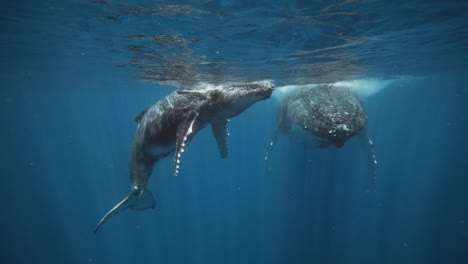 Ballenas-Jorobadas-Descansando,-Reproduciéndose-Y-Amamantándose-En-El-Reino-De-Tonga.