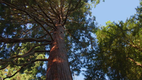 Looking-Up-At-Giant-Redwood-Tree-In-The-Forest-In-Baden-Baden,-Germany