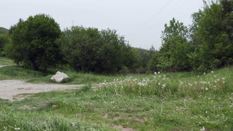 Schwenken-Von-Der-Rechten-Zur-Linken-Seite-Des-Rahmens-über-Eine-Landschaft-Aus-Gras-Und-Wäldern,-Während-Insekten-Vor-Der-Kamera-Im-Dorf-Tsarichina-Hole-In-Bulgarien-Fliegen-Und-Hüpfen