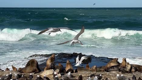 Sea-lions-and-birds-on-cliff-resting-and-playing-during-king-tide-with-windy-ruff-ocean-waves-in-the-background