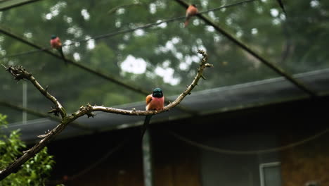 Static-shot-of-a-Vogel-bird-sitting-on-a-thin-stick-of-a-tree-with-blurred-background-during-a-cloudy-day