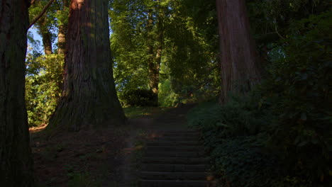 Treppe-Gesäumt-Von-Riesenmammutbäumen-Im-Naturpark-Baden-Baden,-Deutschland