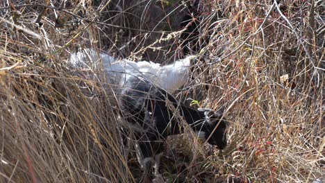 Two-baby-goat-kids-in-the-dry-grass-looking-for-something-to-eat