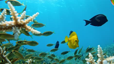 Fischschwarm-Schwimmt-Auf-Dem-Riff-Unter-Dem-Meer-Auf-Den-Ogasawara-Inseln,-Japan