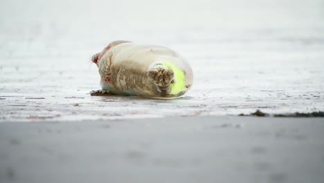 Bebé-Foca-Con-Etiqueta-Rociada-En-Su-Cola-Tumbado-De-Lado-En-La-Playa