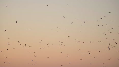 Möwenschwärme-Fliegen-Bei-Sonnenuntergang-Als-Silhouetten-Am-Himmel