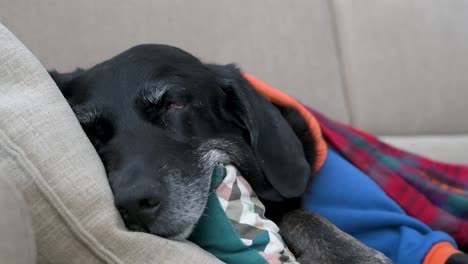 A-tired-senior-labrador-wrapped-in-a-red-blanket-and-wearing-a-jacket-while-sleeping-on-a-couch-during-a-cold-winter-day