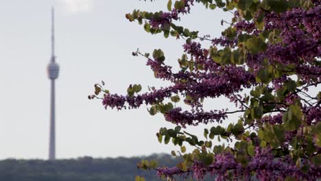 Purple-blossoms-in-focus-with-the-Stuttgart-TV-tower-blurred-in-the-background,-daylight