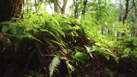 Japanese-Forest-Ferns,-Close-Shot-in-Sacred-Shugendo-Forest-4k
