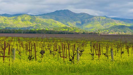 Zeitraffer-Von-Wolken,-Die-Schatten-Auf-Berggipfeln-Und-Riesigen-Weinbergen-Werfen,-Mit-Blühenden-Senfblumen-Im-Napa-Valley-In-Kalifornien