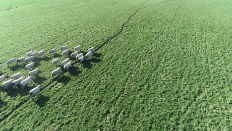 Primer-Plano-De-Un-Dron-De-Una-Oveja-Corriendo-Por-Un-Prado,-El-Dron-Sigue-A-La-Oveja-Durante-Un-Rato-Pero-Se-Desplaza-A-Un-Plano-Amplio