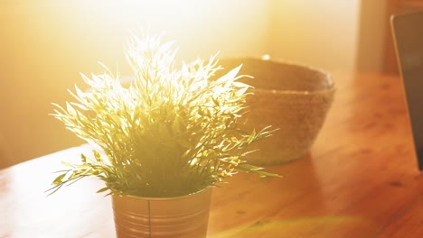 Sunlit-Indoor-Plant-and-Woven-Basket-Decor