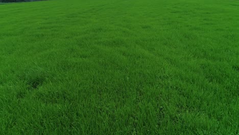 Green-Herb-as-Background-Aerial-View