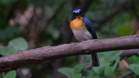 Camera-zooms-out-and-slides-to-the-left-while-this-bird-looks-towards-the-camera,-Indochinese-Blue-Flycatcher-Cyornis-sumatrensis-Male,-Thailand
