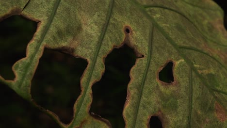 Sick-leaf-of-jungle-plant,-close-up-motion-view