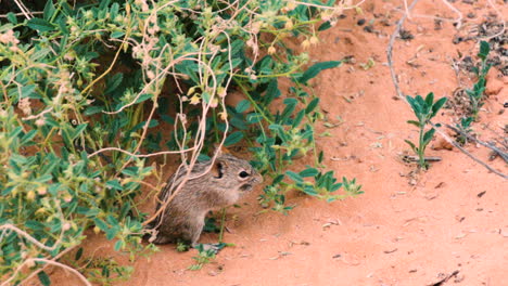 Four-striped-Grass-mouse-feeding-on-blossoms-of-a-bush