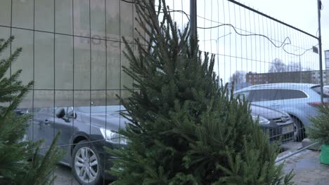 close-up-of-Christmas-trees-that-are-been-sold-on-parking-lot-outdoors-in-Europe