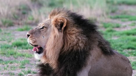 Löwe-Sitzt-Und-Ruht-In-Der-Afrikanischen-Savanne---Nahaufnahme