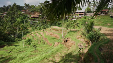 Daylight-view-of-iconic-Tegalalang-rice-terrace-UNESCO-site-in-Bali,-Indonesia