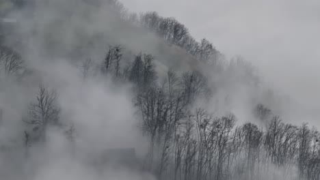 Mystischer-Wald,-Eingehüllt-In-Winternebel