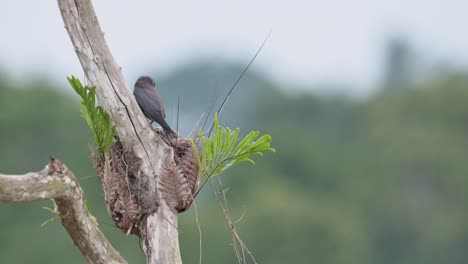 Seen-from-its-back-during-a-windy-morning-then-it-flies-away-leaving-its-chick-screaming-for-Mom-to-come-back,-Ashy-Woodswallow-Artamus-fuscus,-Thailand