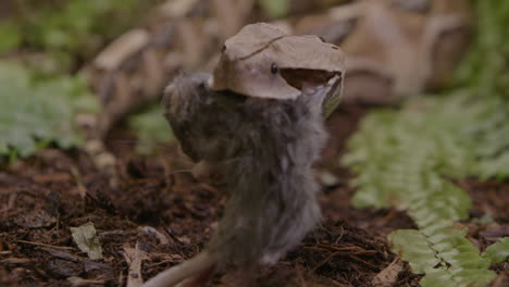 Gaboon-viper-striking-his-prey-slow-motion