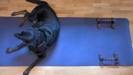 Ein-Clip-Von-Einem-älteren-Schwarzen-Labrador,-Der-Auf-Einer-Yogamatte-Liegt