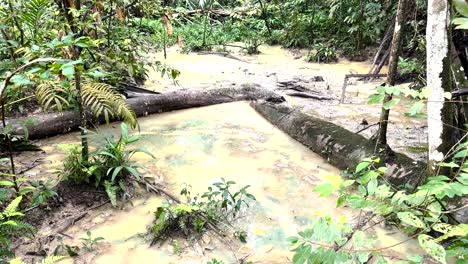 Muddy-Shallow-River-With-Fallen-Woods-Covered-In-Moss-At-Windsor-Nature-Park,-Singapore