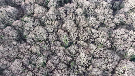 Vista-Aérea-De-Pájaro-Volando-Sobre-El-Sendero-Del-Bosque-De-árboles-Muertos-De-Invierno