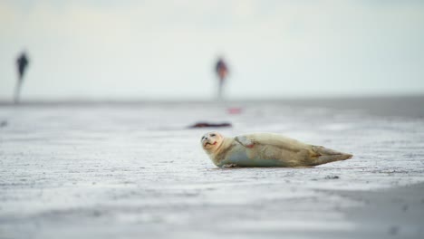 Baby-harbor-seal-lying-on-beach,-blurred-people-running-in-distance