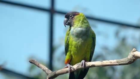 Nanday-Parakeet-Bird-or-Black-hooded-Parakeet-or-Nanday-Conure-Perched-on-a-Branch-in-Sunlight-at-Mongo-Land-Dalat-Petting-Zoo