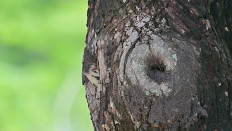 Herauszoomen,-Während-Dieser-Nestling-Auf-Seine-Neue-Welt-Blickt,-Die-Wegen-So-Vieler-Kriege-Auf-Der-Ganzen-Welt-Kurz-Vor-Dem-Ende-Steht,-Speckle-breasted-Woodpecker-Dendropicos-Poecilolaemus,-Thailand
