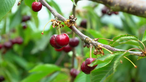 Close-up-of-ripe-red-cherries-being-hand-picked-off-the-cherry-bush