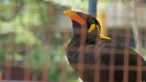 Hill-Myna,-Negro-Brillante-Con-Sutiles-Detalles-En-Amarillo,-Posado-En-Jaula,-Alerta-Y-Curioso