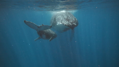 Humpback-Whales-In-Tonga