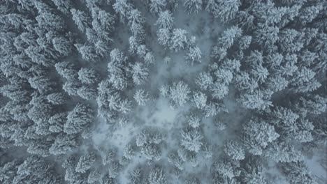 Top-down-shot-overhead-a-snow-covered-forest-with-low-lying-fog-in-Utah
