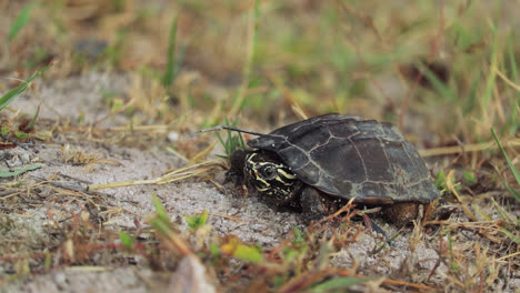 Einzelne-Huhn-Schildkröte-Auf-Einem-Grasbewachsenen-Boden