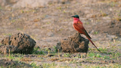 Southern-Carmine-Bee-eater-On-Small-Termite-Mound-In-Africa