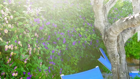 Sonnendurchfluteter-Garten-Mit-Blühenden-Lila-Blumen