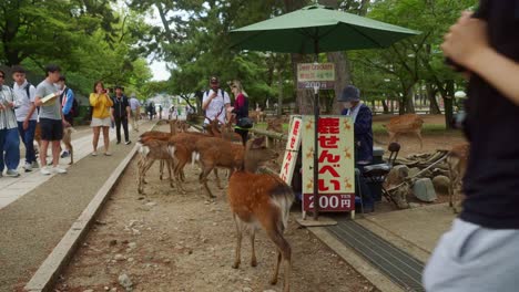 People-vendor-selling-rice-crackers-to-tourists-in-city-park-close-to-deer-feeding-them-food-and-sign