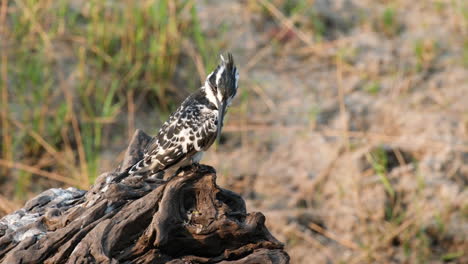 Pied-kingfisher--Preening-Its-Feathers.-Close-Up-Shot