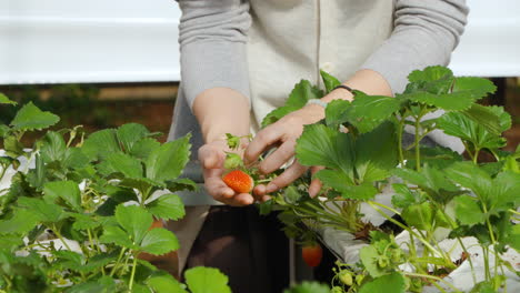 Hands-of-Woman-Strawberry-Greenhouse-Owner-Touching-and-Inspecting-Quality-Control-Ripe-Berry-on-Strawberry-Plant---close-up-slow-motion