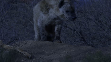 Hiena-Nocturna-Cazando-En-El-Desierto