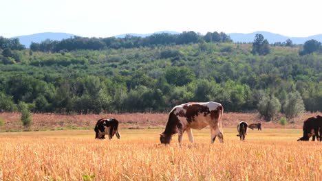 Cows-in-a-field-on-a-sunny-day