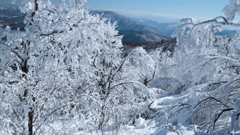 Mañana-De-Invierno-En-El-Parque-Mona-De-La-Montaña-Balwangsan,-Vista-De-Copas-De-árboles-Dobladas-Cubiertas-De-Nieve-Y-Cordillera-En-El-Fondo-Pyeongchang-gun,-Gangwon-do,-Corea-Del-Sur--Cámara-Lenta-Hacia-La-Izquierda