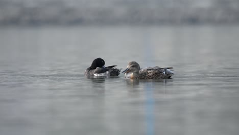 Some-ducks-swimming-around-on-a-lake-in-the-early-morning-light