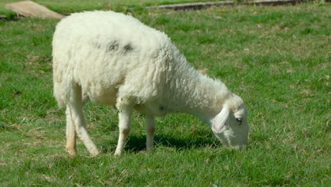 Flock-of-Sarda-Sheep-Grazing-Green-Grass-at-Farm-Highlands-of-Da-Lat,-Vietnam---slow-motion