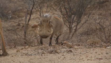 Warzenschwein-In-Zeitlupe-Läuft-Durch-Die-Wüste-Afrikas