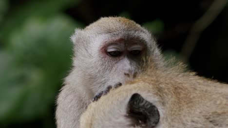 Malaysian-macaque-grooming-another-monkey,-natural-deworming-behavior